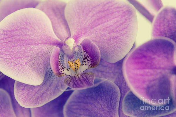 Asia Art Print featuring the photograph Orchid Lilac Dark by Hannes Cmarits