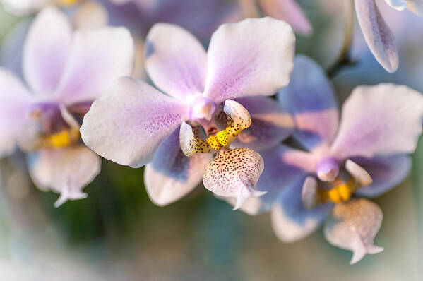 Orchid Art Print featuring the photograph Orchid Macro 3 by Jenny Rainbow