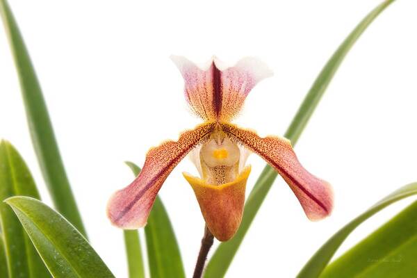Orchid Art Print featuring the photograph Orchid - Will the slipper fit by Mike Savad