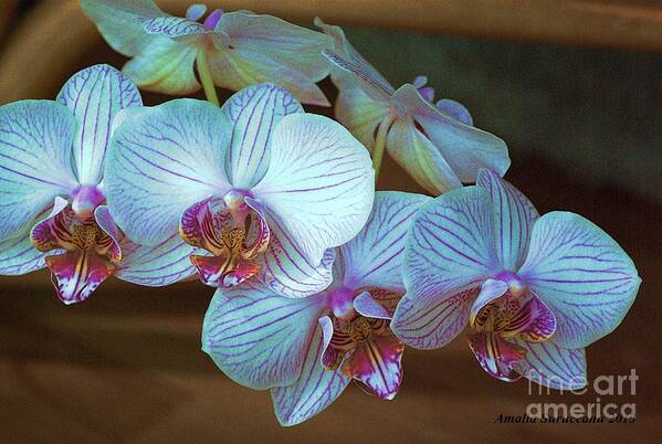 Orchid Art Print featuring the photograph Orchids by Amalia Suruceanu