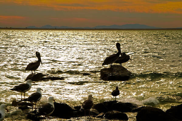 Pelican Art Print featuring the photograph Order in the Court by Robert Bascelli