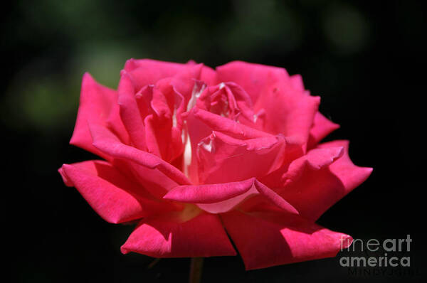 Rose Art Print featuring the photograph Oregon Rose by Mindy Bench
