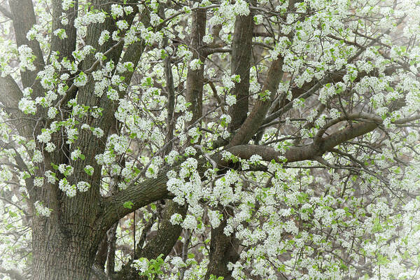 Pear Tree Art Print featuring the photograph Oriental Pear Tree by Bonnie Willis