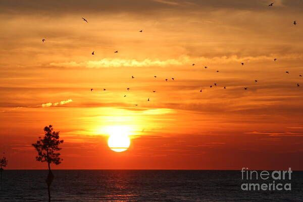 Orleans Art Print featuring the photograph Orleans sunset by Jim Gillen