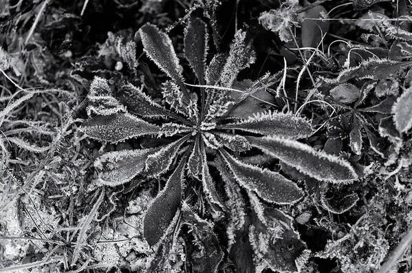 Frost Art Print featuring the photograph Ornamental Frost by Sue Capuano