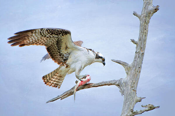 Osprey Eating Fish Art Print featuring the photograph Osprey Eating Fish by Bonnie Barry