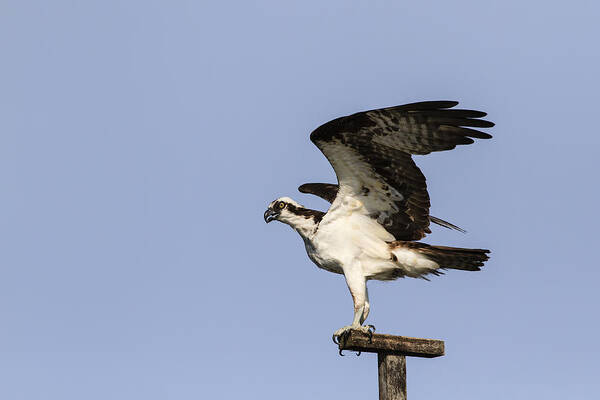 Canada Art Print featuring the photograph Osprey by Gary Hall