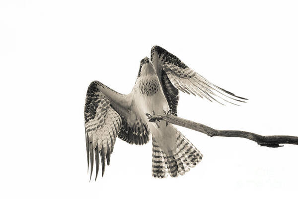 Osprey Art Print featuring the photograph Balancing Act by Heidi Farmer