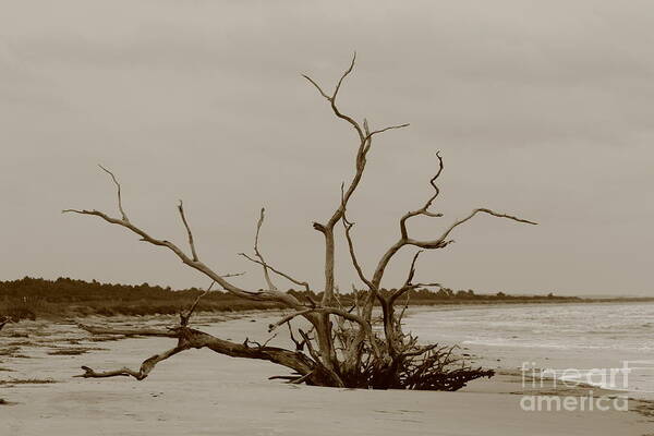 Ossabaw Art Print featuring the photograph Ossabaw Island Bone Yard by Andre Turner