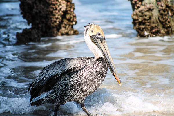 Bird Art Print featuring the photograph Out of the shadows by Jessica Brown