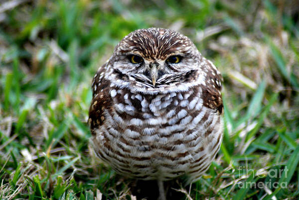 Best And Popular Photo Of Bird Art Print featuring the photograph Owl. Best Photo by Oksana Semenchenko