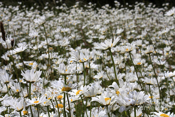 Ox Eye Daisies Daisy Flowers Tall White Flower Oxeye Ox-eye Meadow Field Summer Art Print featuring the photograph Ox Eye Daisies by Julia Gavin