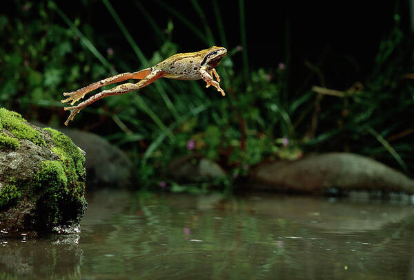 00640116 Art Print featuring the photograph Pacific Chorus Frog Jumping by Michael Durham
