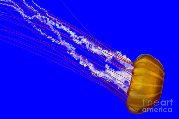 Central Art Print featuring the photograph Pacific Sea Nettle by Nick Boren