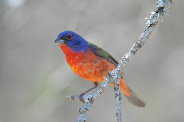 Bunting Art Print featuring the photograph Painted Bunting by Frank Madia