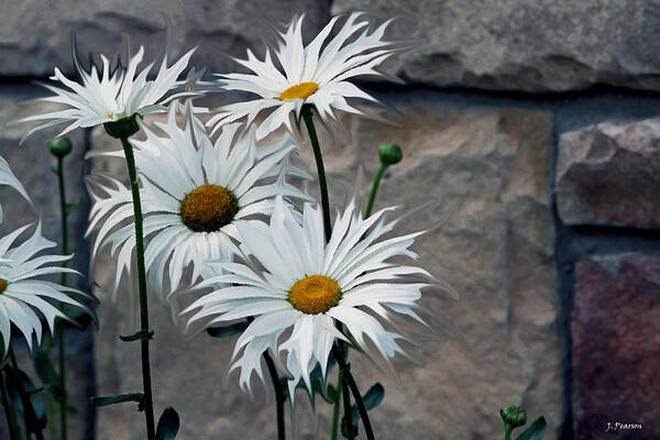 Daisy Art Print featuring the photograph Painted Daisies by Jackson Pearson