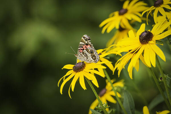 Painted Lady Butterfly Art Print featuring the photograph Painted Lady by Thomas Young