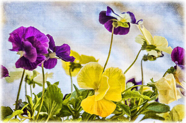 Pansies Art Print featuring the photograph Painted Pansies by Cathy Kovarik