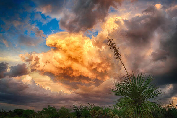 Yucca Art Print featuring the photograph Painted Sky by Michael Newberry