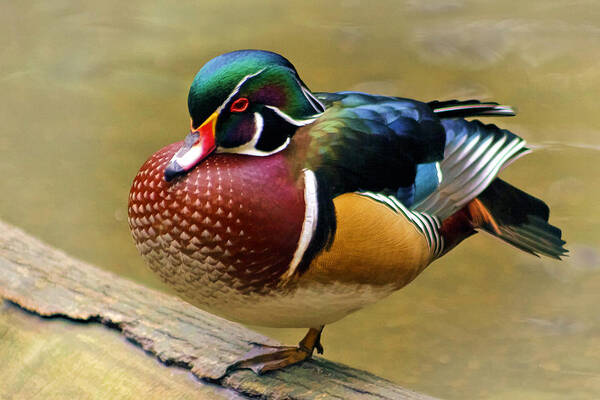 Painted Wood Duck Art Print featuring the photograph Painted Wood Duck by Wes and Dotty Weber