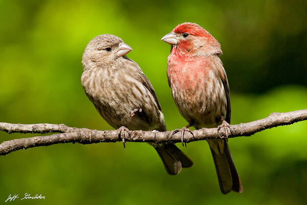 Affectionate Art Print featuring the photograph Pair of House Finches in a Tree by Jeff Goulden