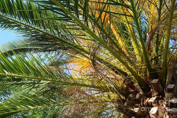 Palms Art Print featuring the photograph Palm Canopy by Jeanne Forsythe