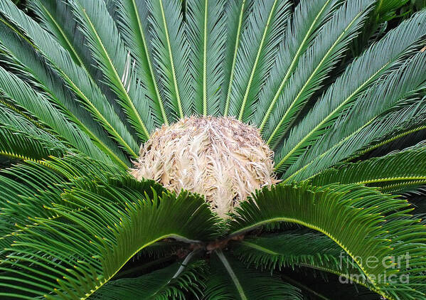 Palms Art Print featuring the photograph Palm Plant by Val Miller