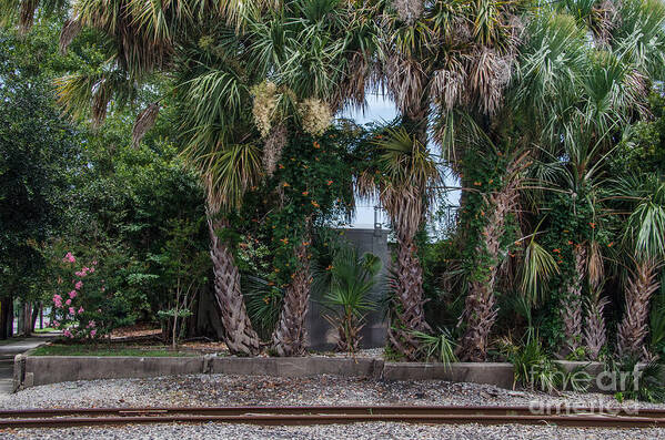 Train Tracks Art Print featuring the photograph Palmetto Crossing by Dale Powell