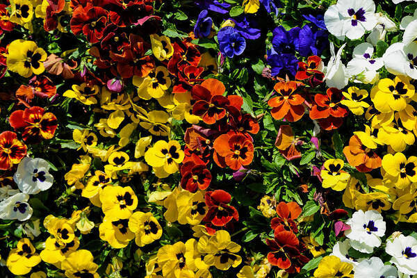 Pansies Art Print featuring the photograph Pansy color mix by Jeanne May