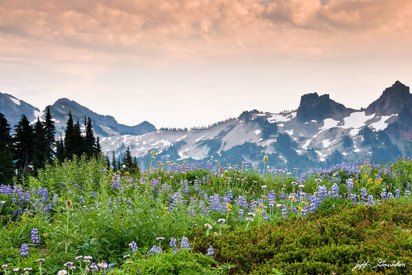 Alpine Art Print featuring the photograph Paradise Meadows and the Tatoosh Range by Jeff Goulden