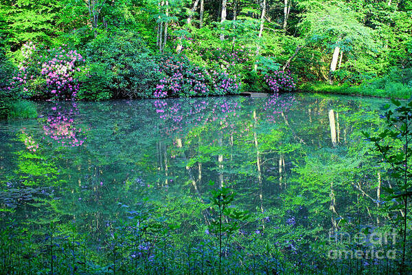 Pond Art Print featuring the photograph Paradise by Melissa Petrey