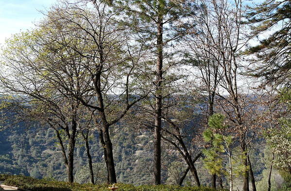 Butte Creek Canyon Art Print featuring the photograph Paradise View by Michele Myers