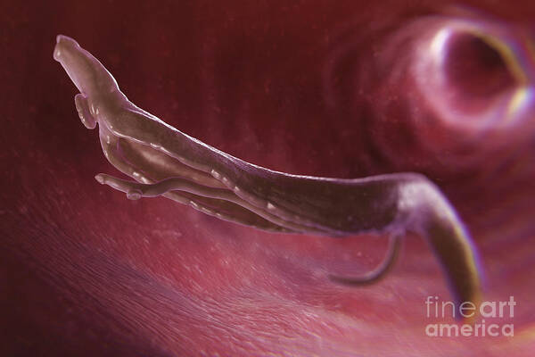 Endoparasites Art Print featuring the photograph Parasitic Worm Schistosoma by Science Picture Co