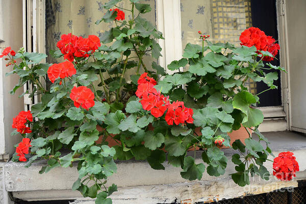 Paris Romantic Flower Boxes Art Print featuring the photograph Paris Window Flower Box Geraniums - Paris Red Geraniums Window Flower Box by Kathy Fornal