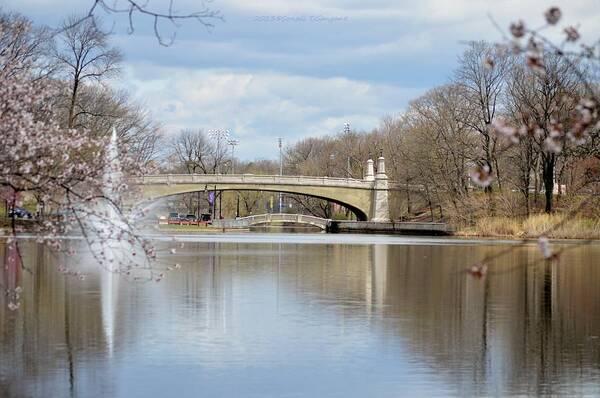 Cheery Blossom View Art Print featuring the photograph Park Avenue bridge by Sonali Gangane