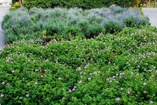  Art Print featuring the photograph Park Floral Scene by James Gay