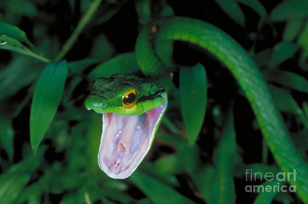 Parrot Snake Art Print featuring the photograph Parrot Snake by Gregory G. Dimijian