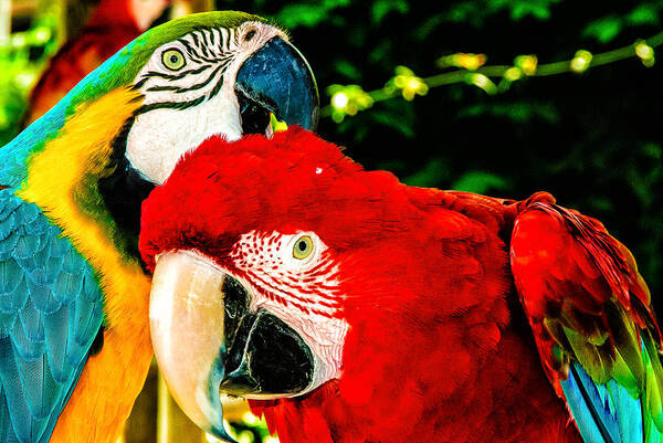 Nature Art Print featuring the photograph Parrots can talk by Louis Dallara
