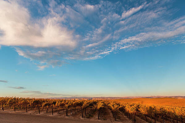 Crops Art Print featuring the photograph Paso Robles Vineyards by Sam Wells