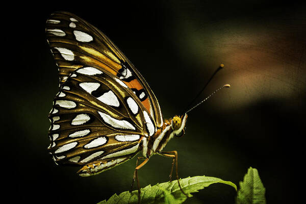 Gulf Fritillary Art Print featuring the photograph Passion Butterfly by George Kenhan