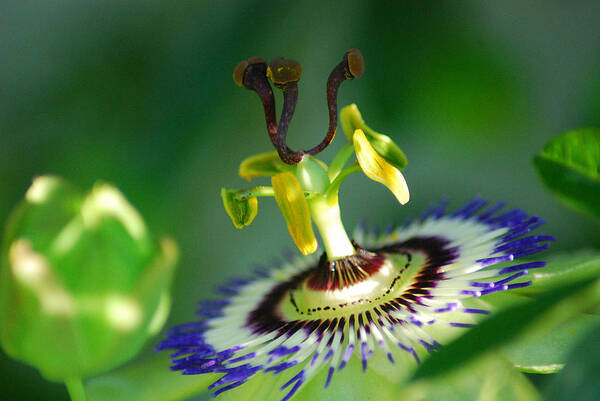 Passion Flower Art Print featuring the photograph Passion Flower by Wanda Jesfield