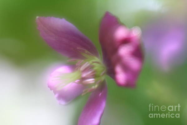 Floral Art Print featuring the photograph Pastel Symphony by Mary Lou Chmura