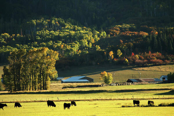 Tranquility Art Print featuring the photograph Pastoral Ranch Lands In Colorado by David Epperson