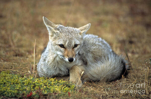 Fox Art Print featuring the photograph Patagonian grey fox portrait by James Brunker