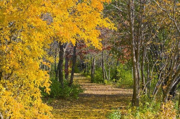 Autumn Art Print featuring the photograph Path through Autumn Trees by Lynn Hansen