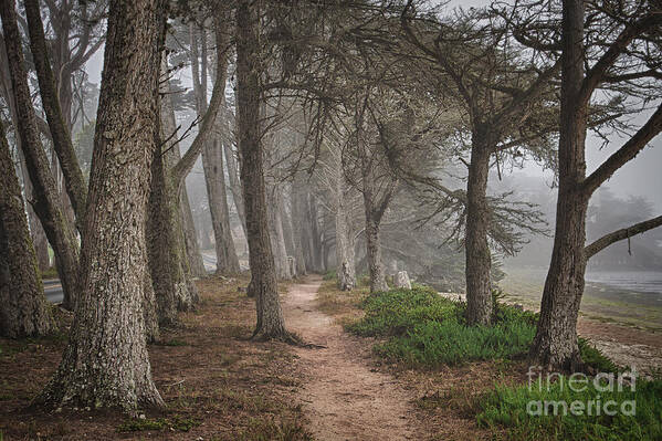 California Art Print featuring the photograph Pathway by Alice Cahill