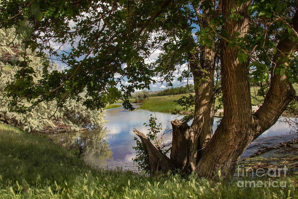 Idaho Art Print featuring the photograph Peaceful View by Robert Bales