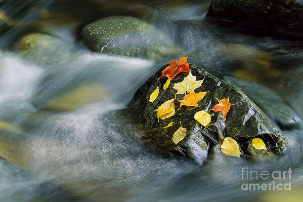 Fall Art Print featuring the photograph Peacham Brook In Fall by Alan L Graham