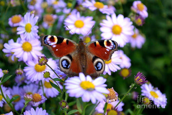 Peacock Butterfly Art Print featuring the photograph Peacock Butterfly Perched On The Daisies by Scott Lyons