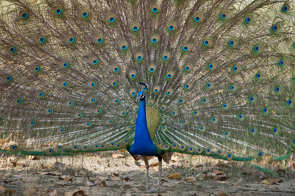 Photography Art Print featuring the photograph Peacock Displaying Its Plumage by Panoramic Images